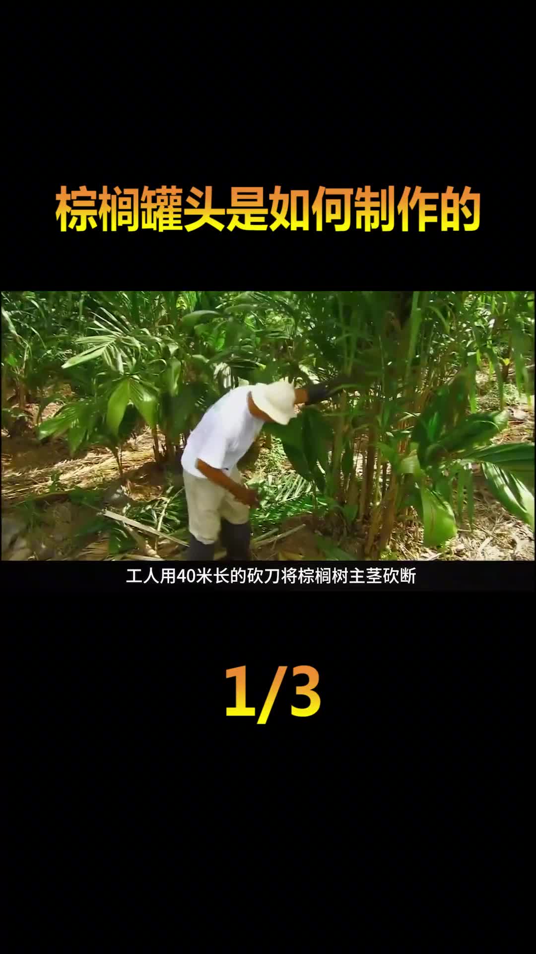 被誉为蔬菜界的劳斯莱斯你吃过吗