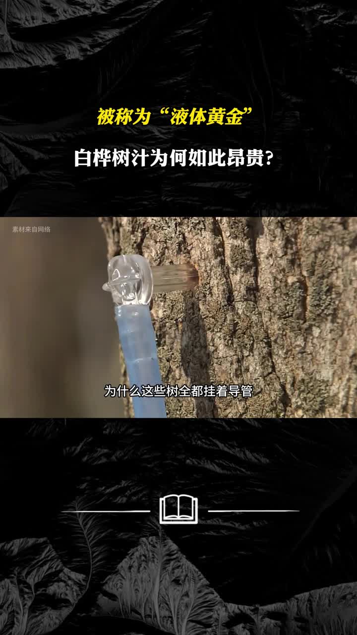 被称为液体黄金白桦树汁为何如此昂贵