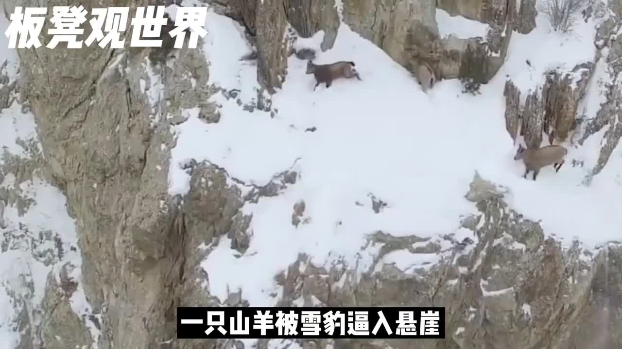 山羊的攀岩能力有多强一起来开开眼