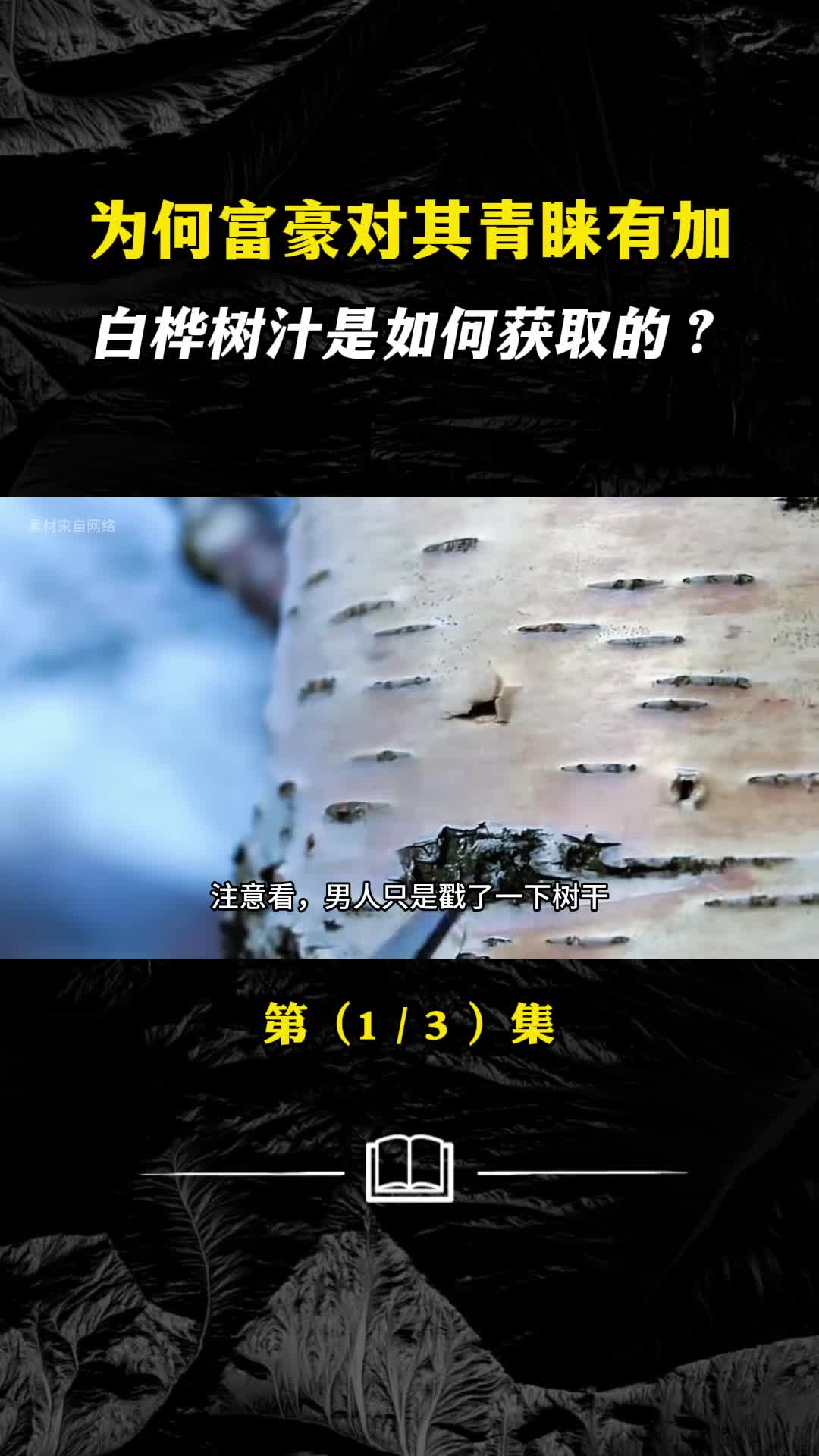 为何富豪对其青睐有加白桦树汁是如何获取的