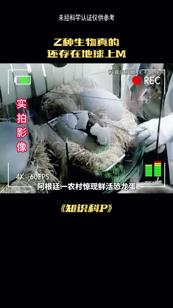 千古年前的恐龙神蛋究竟是怎么回事