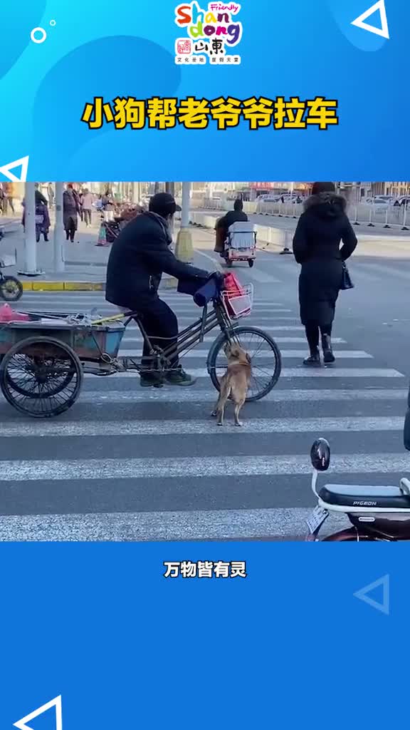 万物皆有灵小狗帮老爷爷拉车引人侧目