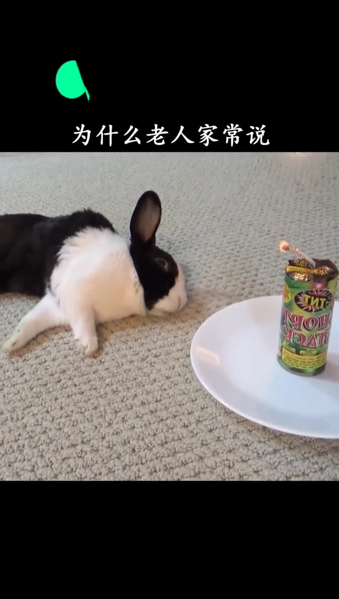 为什么兔子一喝水就会断肠而亡