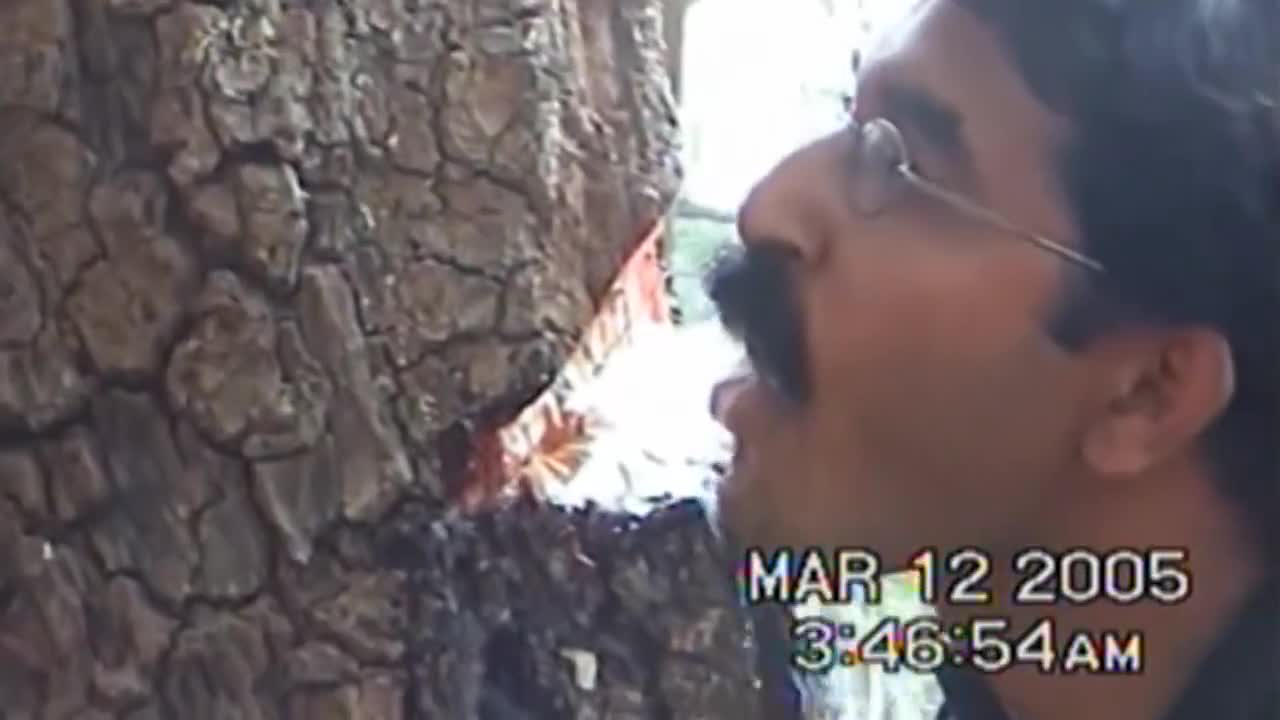 原来桦树汁还有这用处你喝过吗