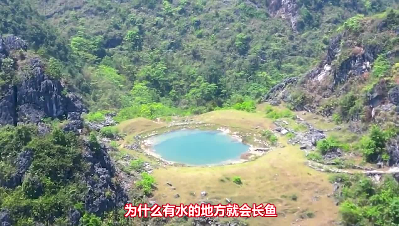 为什么有水的地方就会自动长鱼