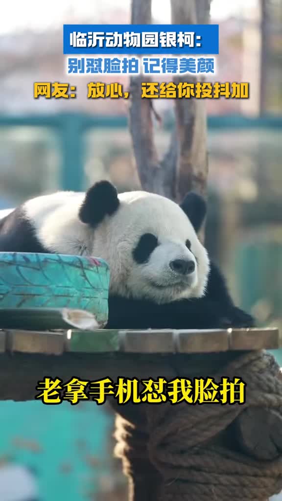 临沂动物园银柯别怼脸拍记得美颜网友放心还给你投抖加