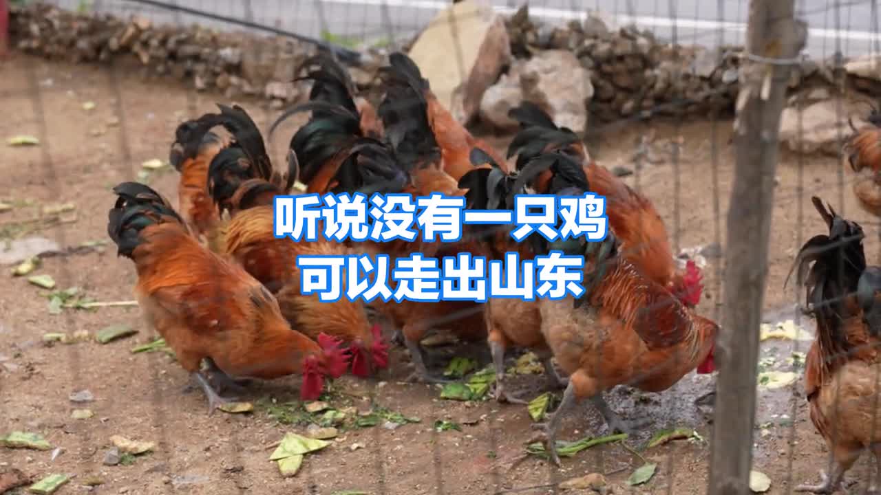 在山东每一只鸡都被安排的明明白白今天你吃鸡了吗