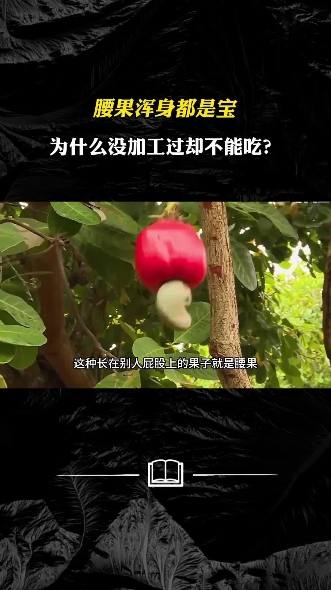 腰果浑身都是宝为什么没加工过却不能吃