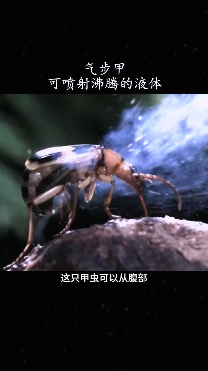 这只昆虫可以喷射沸腾的液体解释