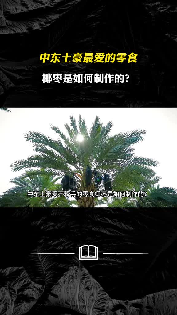 金丝椰枣为什么受欢迎