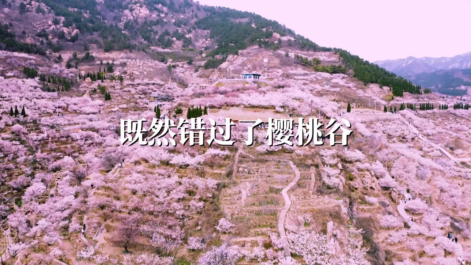 如果你来不了青岛赏花那我就把青岛的春天拍给你看