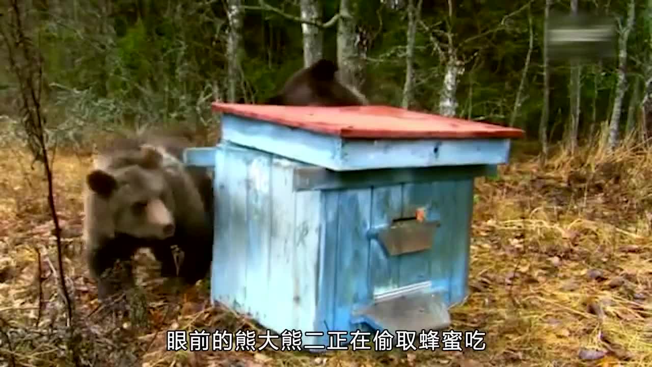 麦卢卡蜂蜜是如何制作的