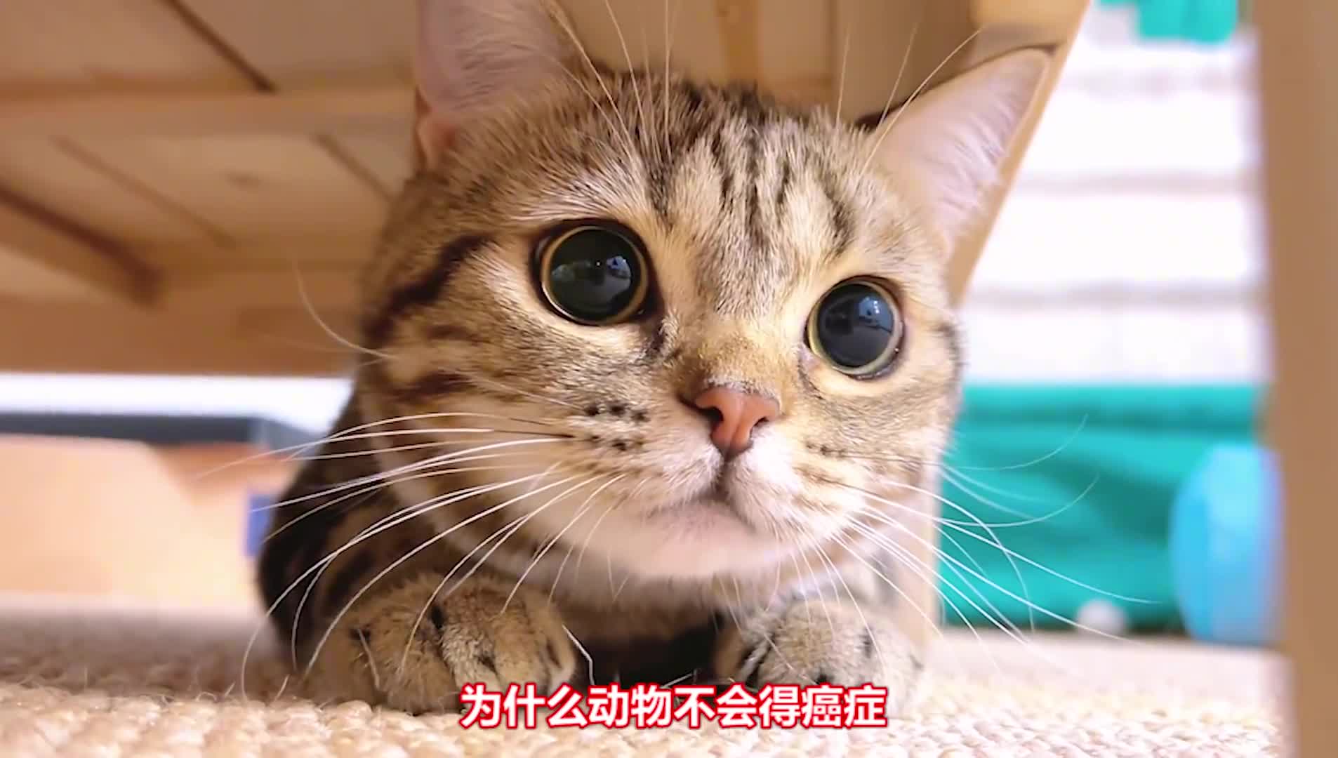 为什么动物不会得癌病