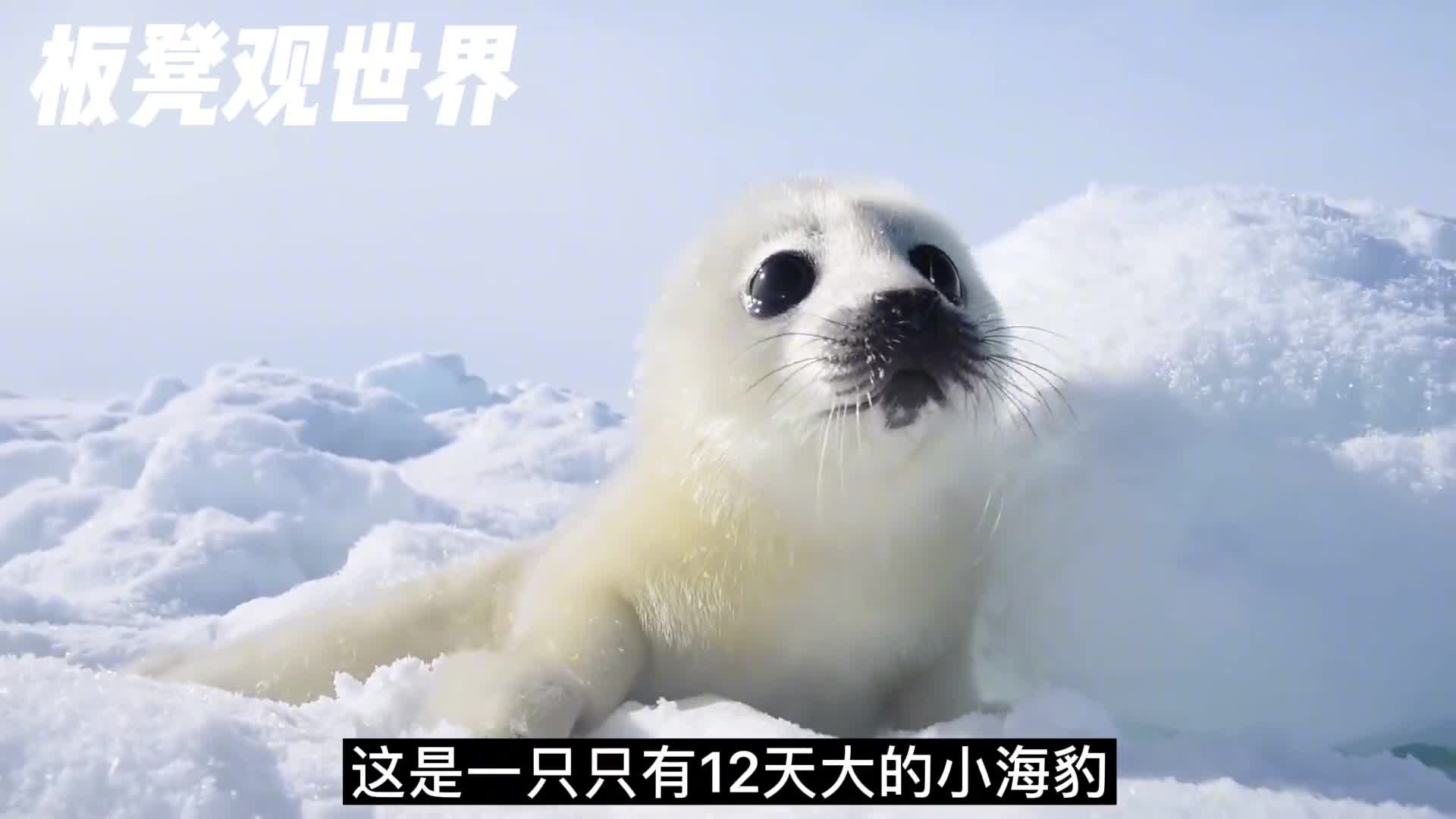 盘点动物世界狠心的妈妈们