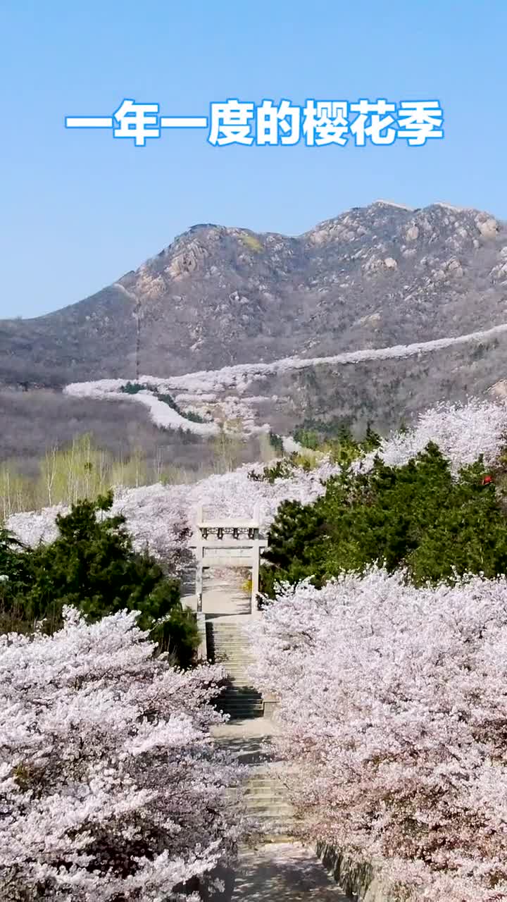3月18日滨州樱花山上万株樱花次第开放快带上你喜欢的人来滨州看樱花吧