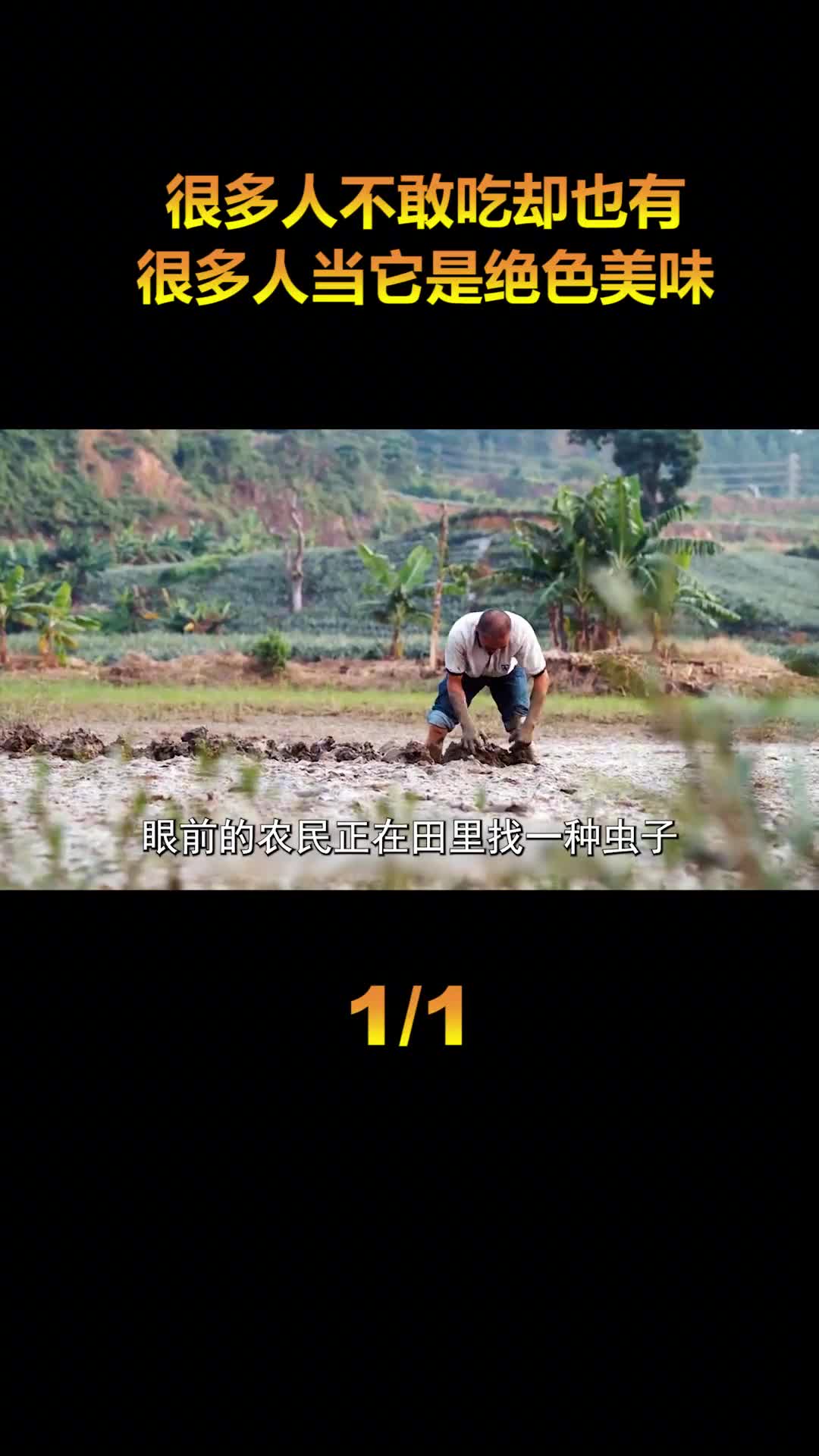 很多人不敢吃却也有很多人当成绝世美食