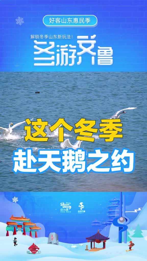 又见冬之精灵成群大天鹅飞抵越冬威海荣成开启天鹅季