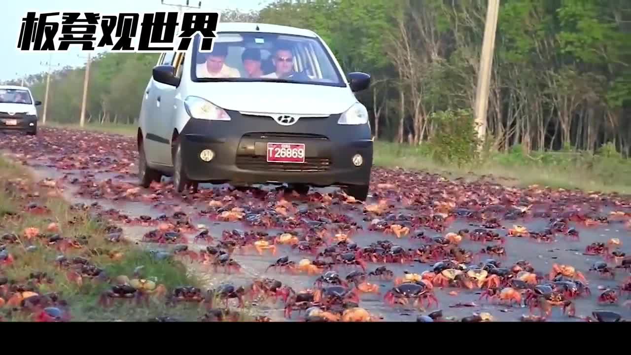 千万只红蟹被车压碎为什么没人吃