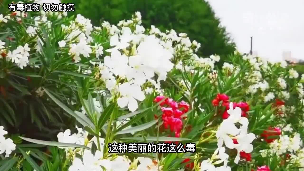 公园随处可见的夹竹桃花竟然是剧毒女子不知含住拍照最后送医第2集