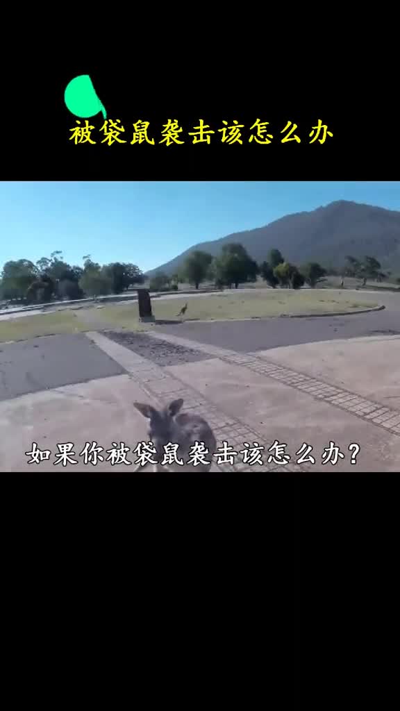 在澳大利亚带袋鼠的地位可不低