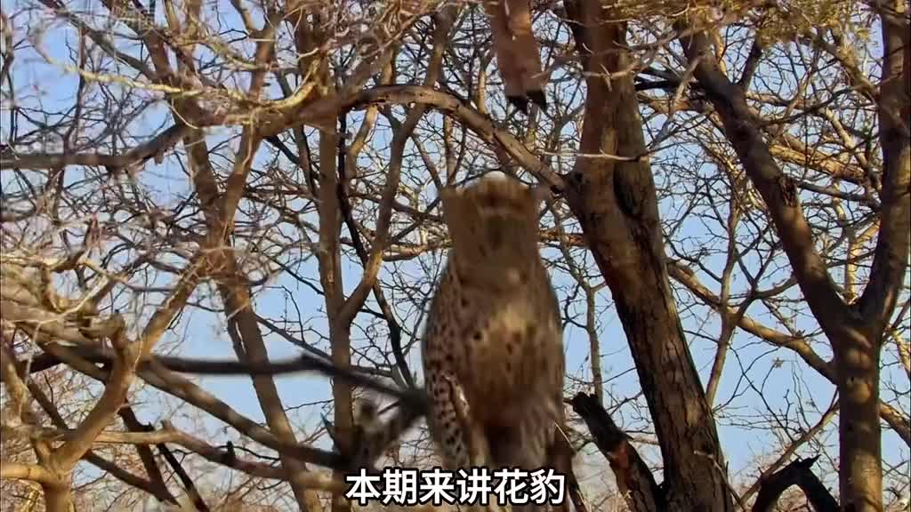 那些杀不死我的还不如直接杀死我