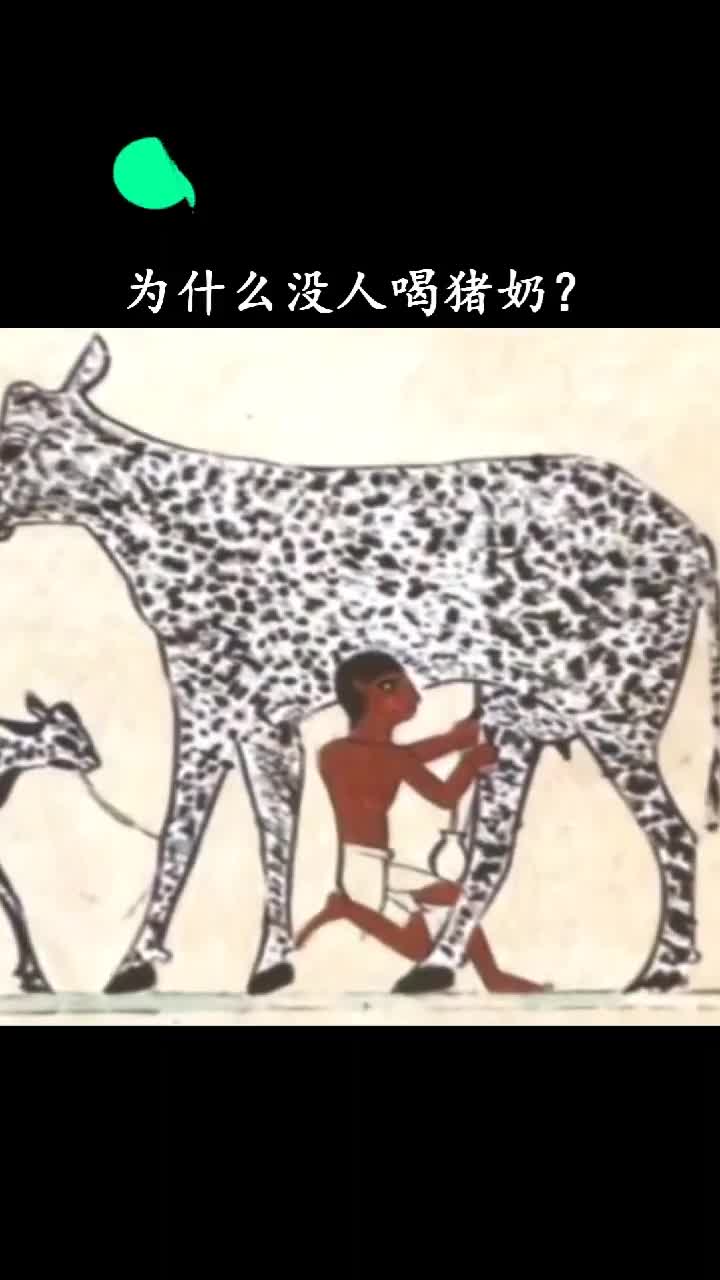 为啥没人喝猪奶猪奶是什么味道