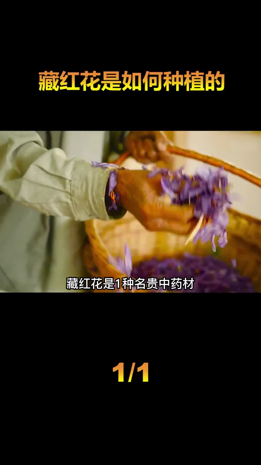 藏红花是如何种植的