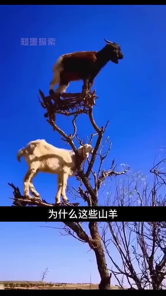 这些山羊为什么要挂在树上