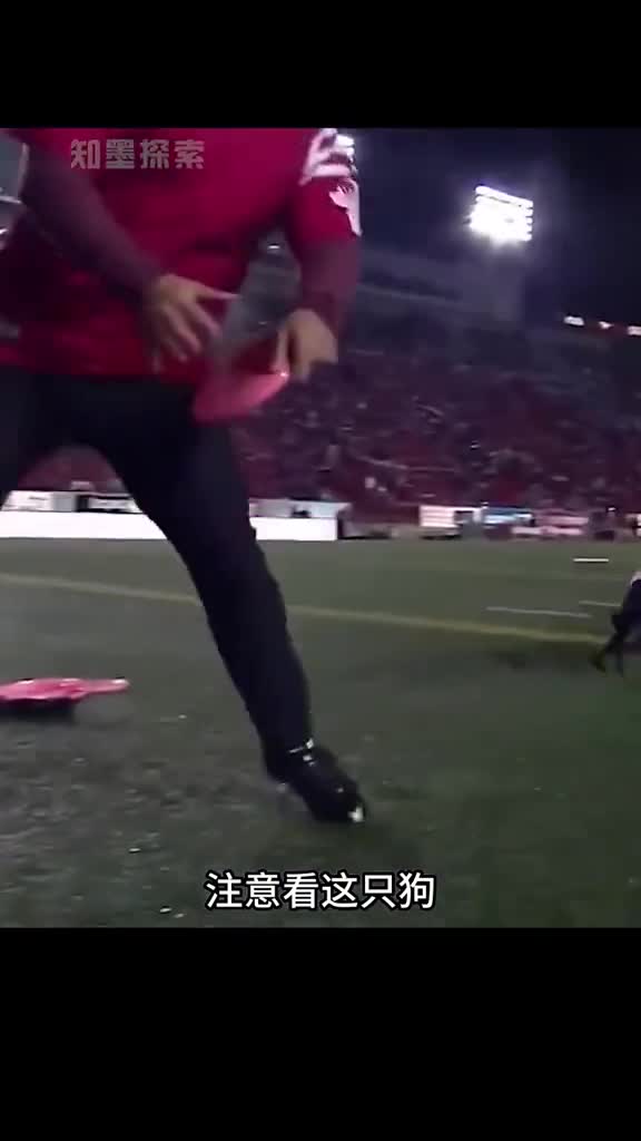 这只狗打破了最长距离接盘记录