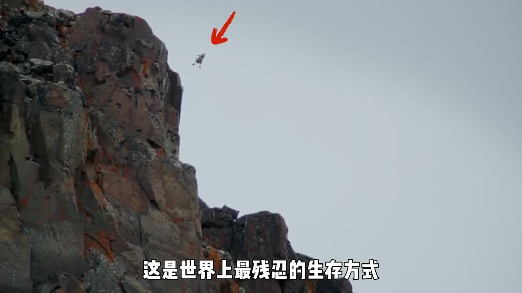 世界上最残忍的生存方式刚出生的幼鸟就要从百米悬崖上跳下去