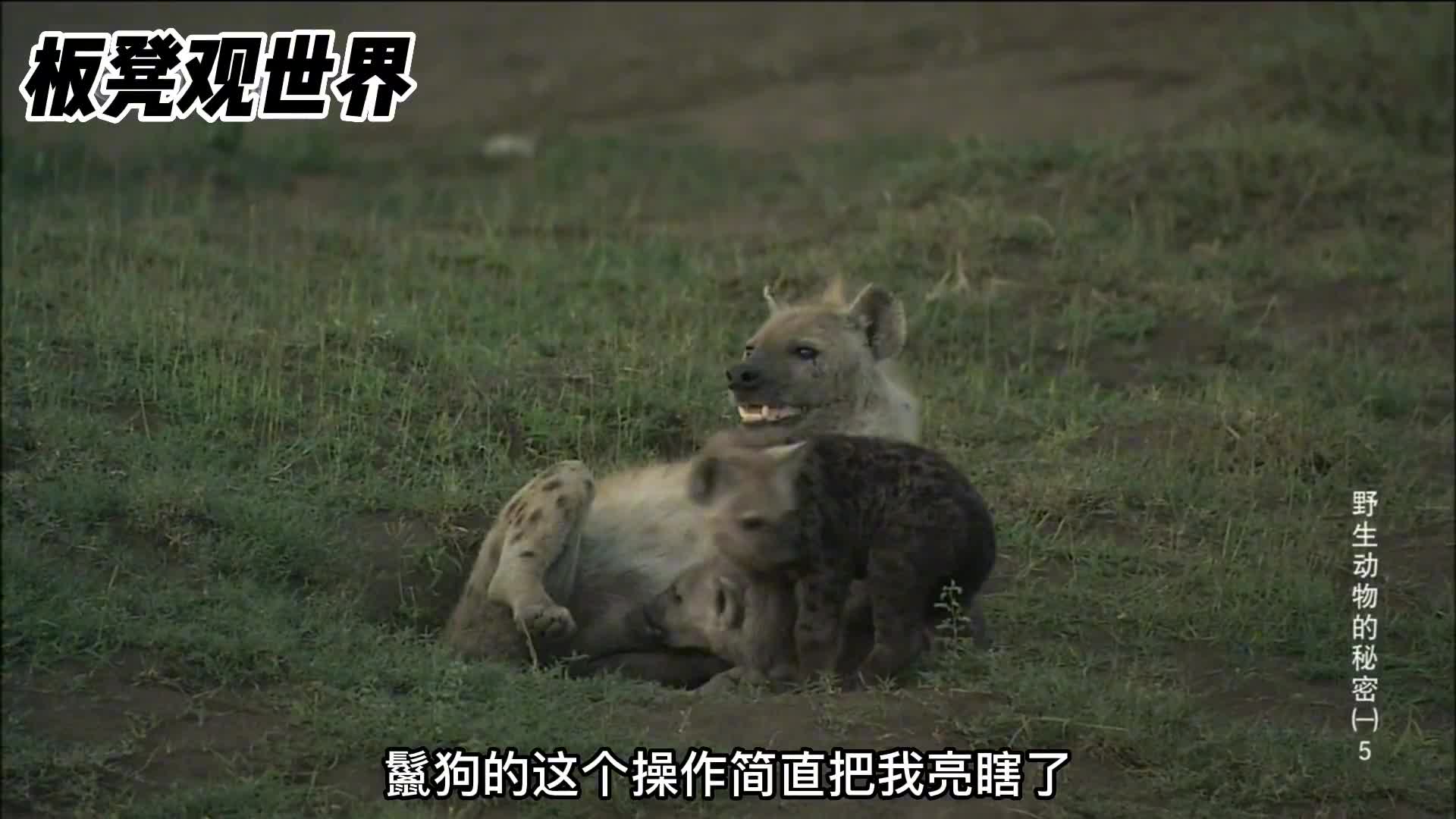 草原二哥鬣狗绝非浪得虚名