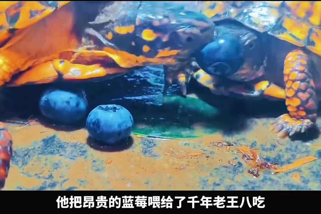 把蓝莓给王八吃太败家了