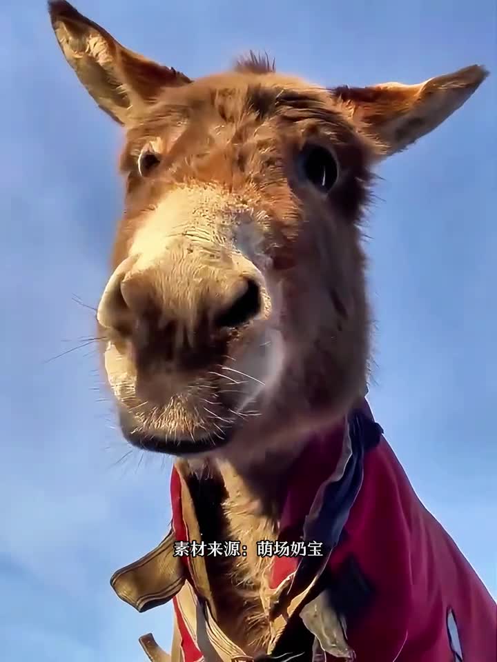 别再盯着我看了否则口水就要流下来了