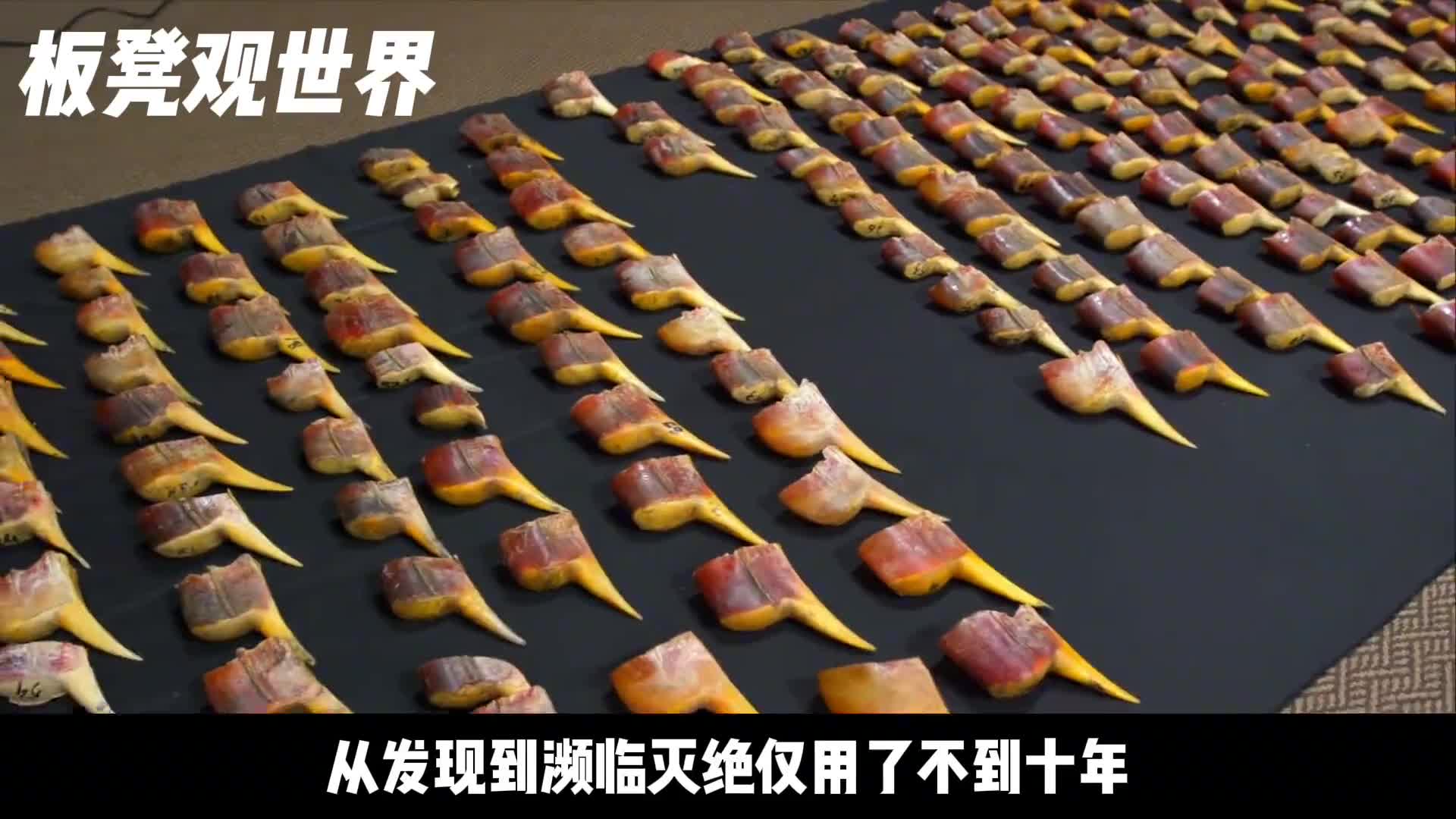 残忍的文玩盔犀鸟