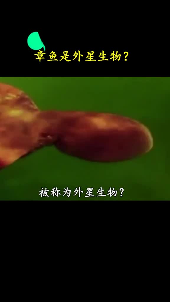 为什么章鱼被称为外星生物它的这几个特征太神秘