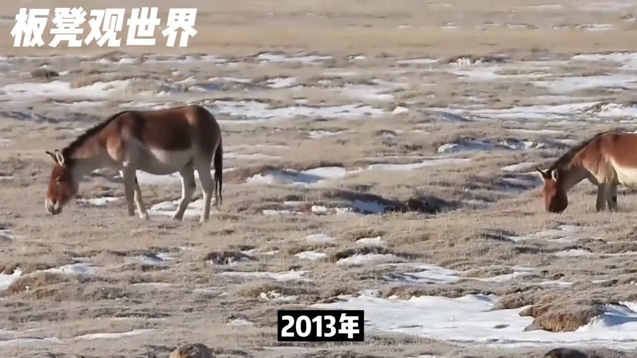 毛驴憨憨的真实的毛驴狼都害怕