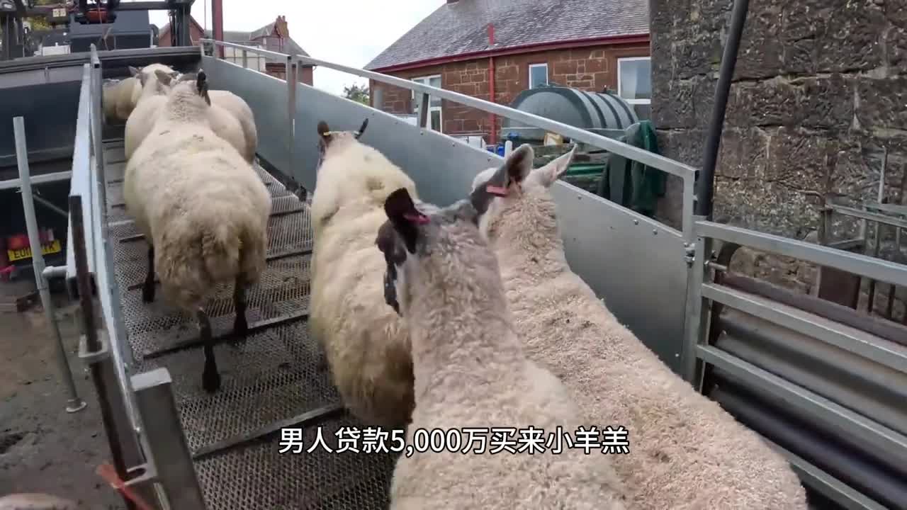 这样的羊蝎子你吃过吗