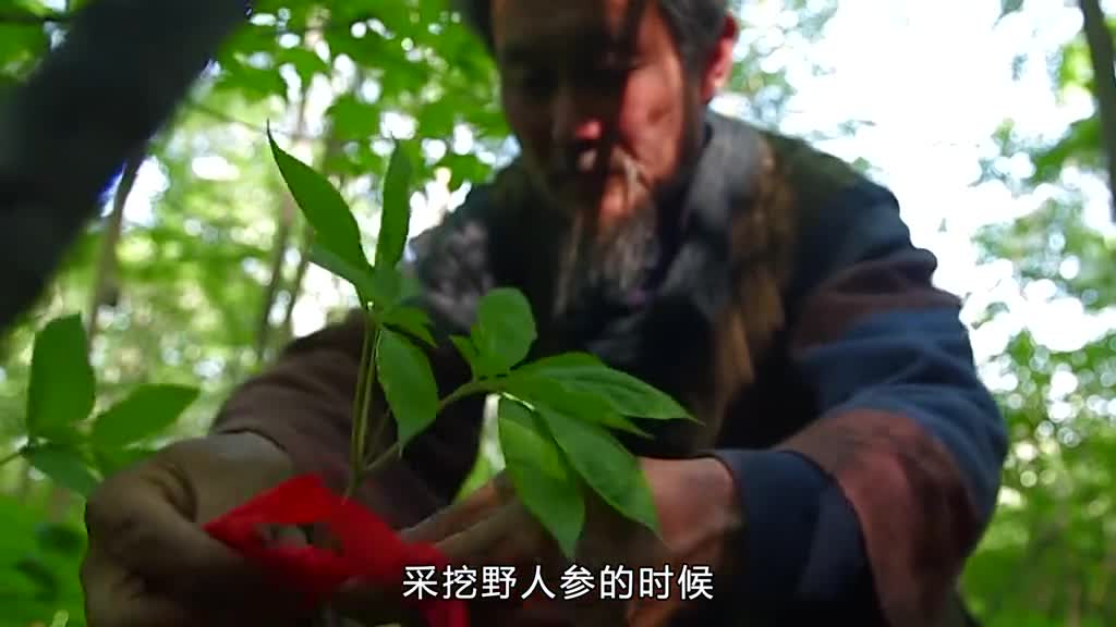 长白山人参是如何采摘的