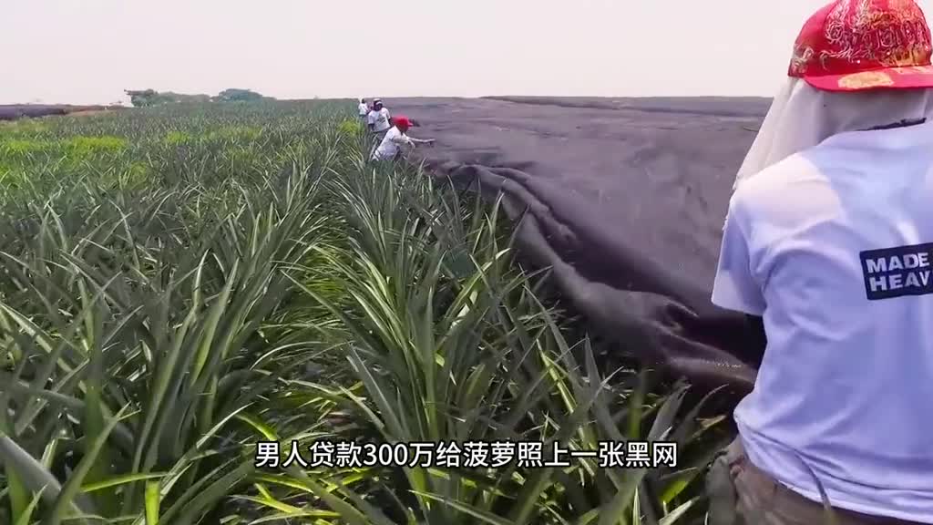 你吃过这样的菠萝罐头吗整颗菠萝去皮去芯只保留鲜美的果肉