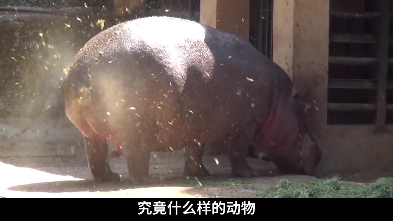 盘点世界上7种最臭的动物第一名被称为自然界的生化武器