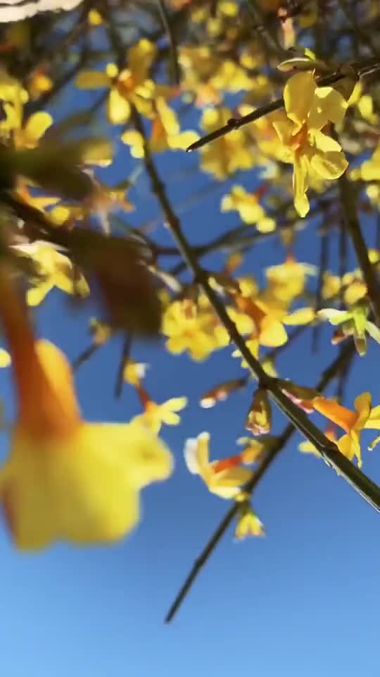 休息日花都开了真的不准备去踏春吗