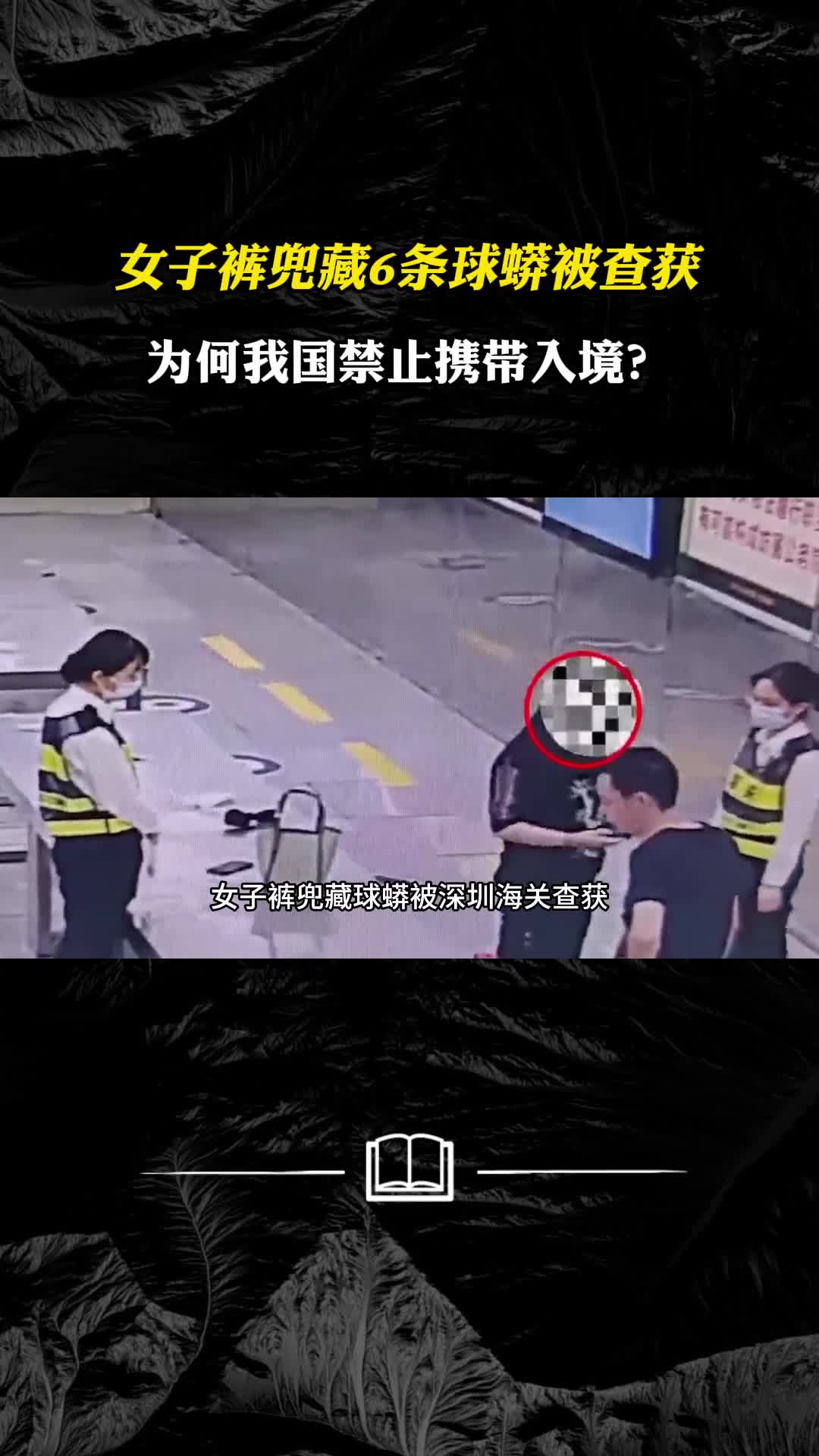 女子裤兜藏6条球蟒被查获球蟒是什么为何我国禁止携带入境