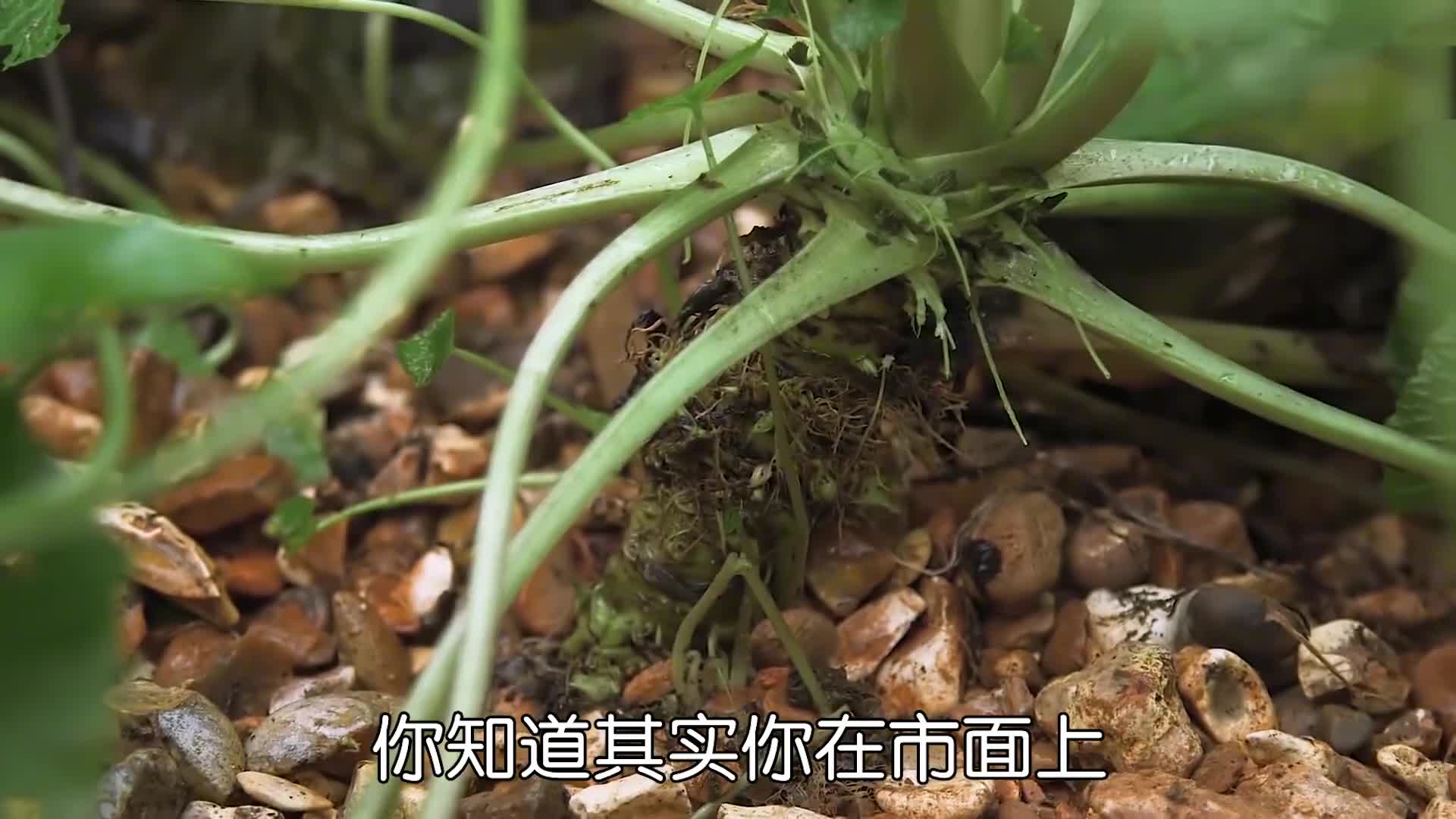 真正的芥末是如何制作的原来我们在超市上买的都是假的