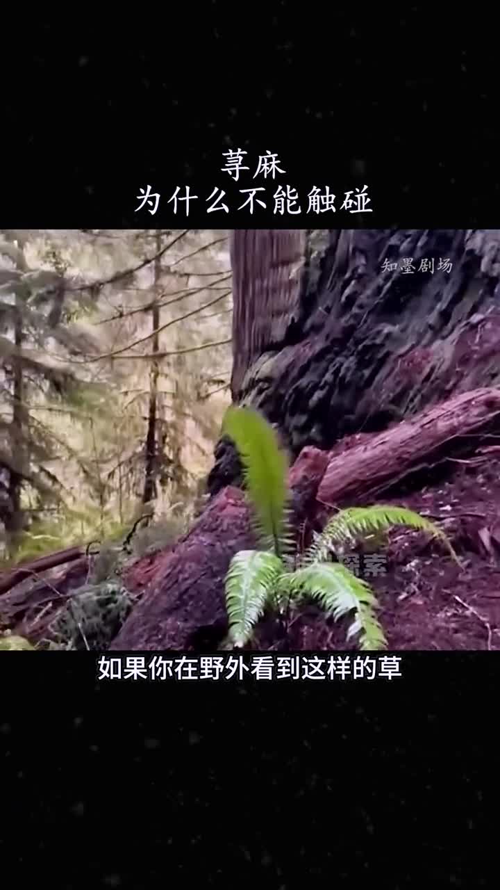荨麻为什么不能直接触碰解释