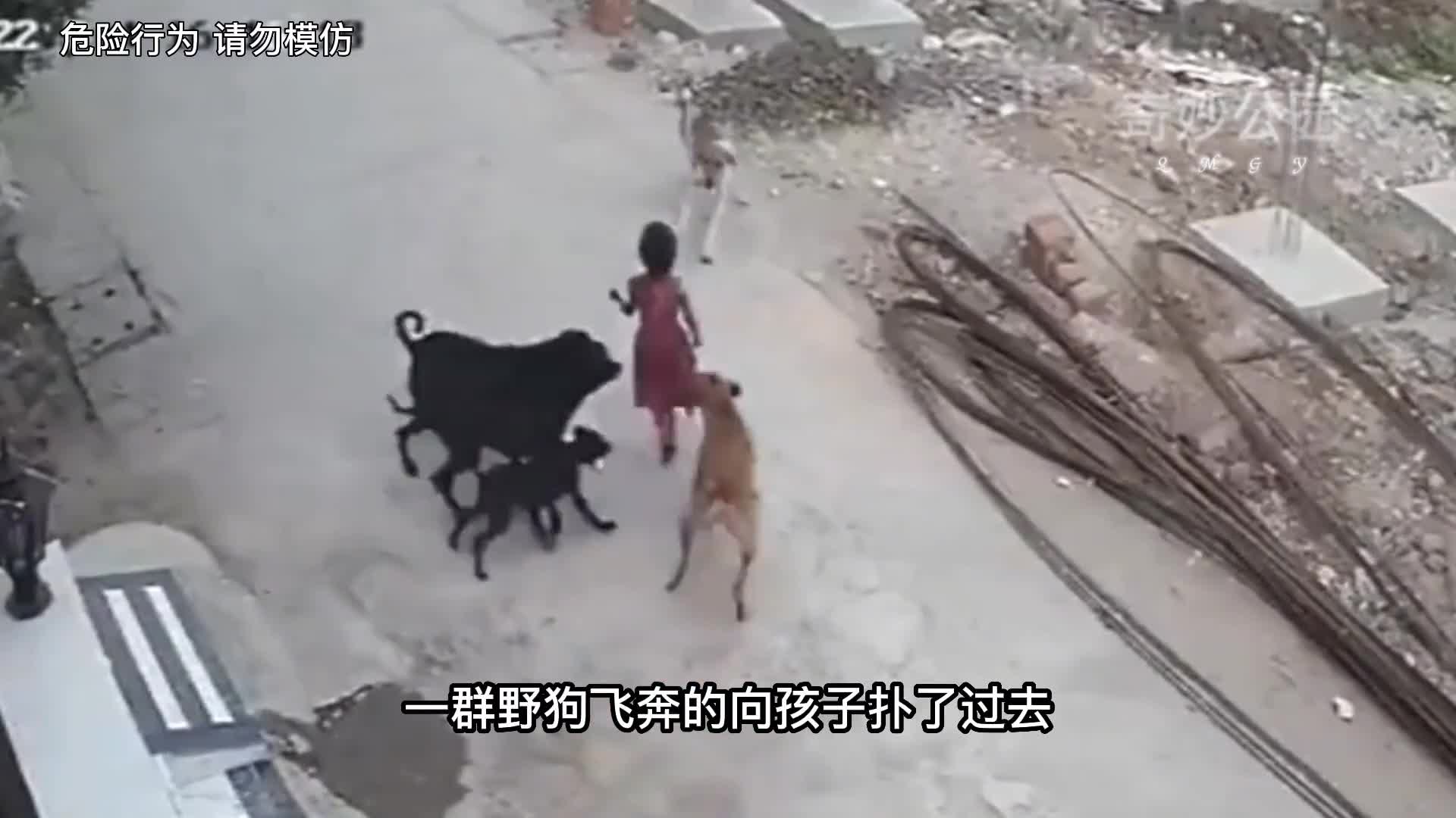 狗狗不系绳有多危险实拍恐怖一幕狗为何会针对孩子咬第2集