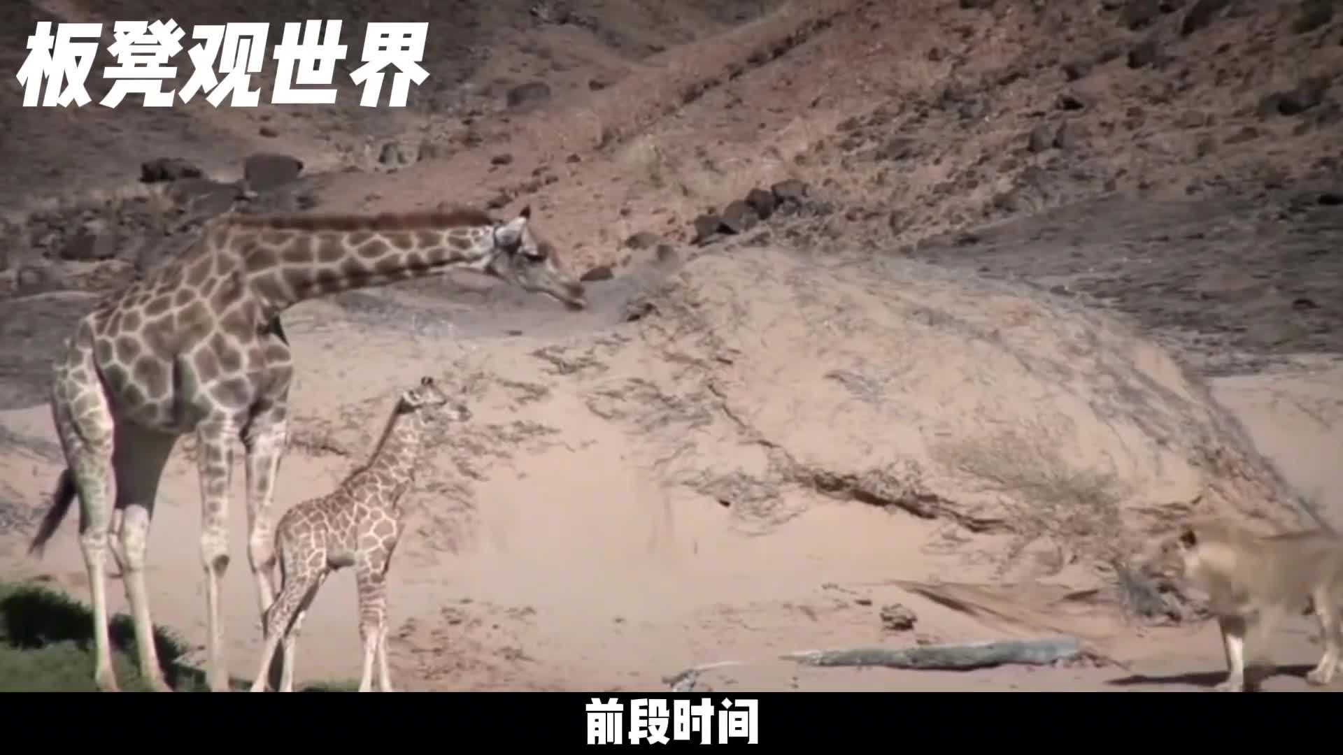 长颈鹿母子偶遇狮子长颈鹿大义灭亲