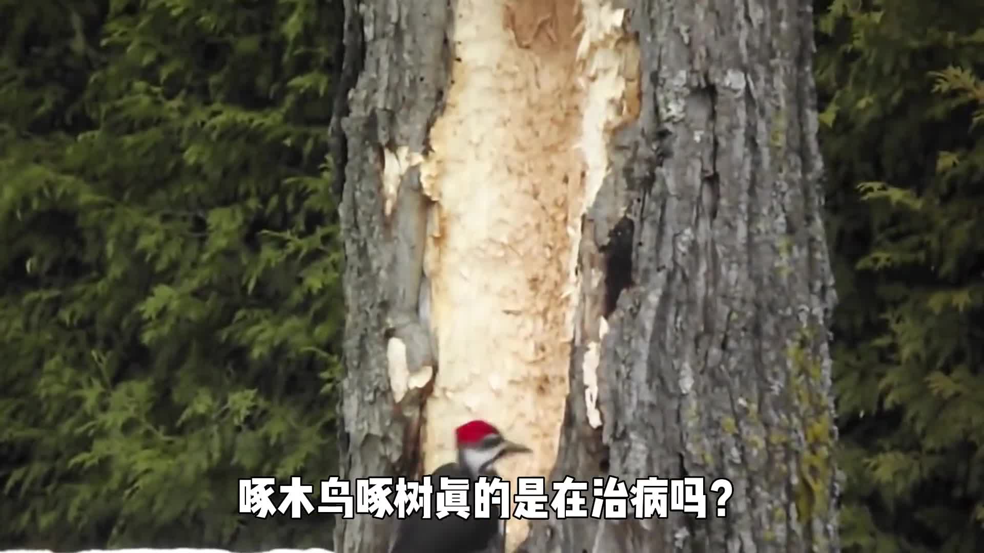 啄木鸟啄树真的是在治病吗别在被骗了这简直就是个庸医