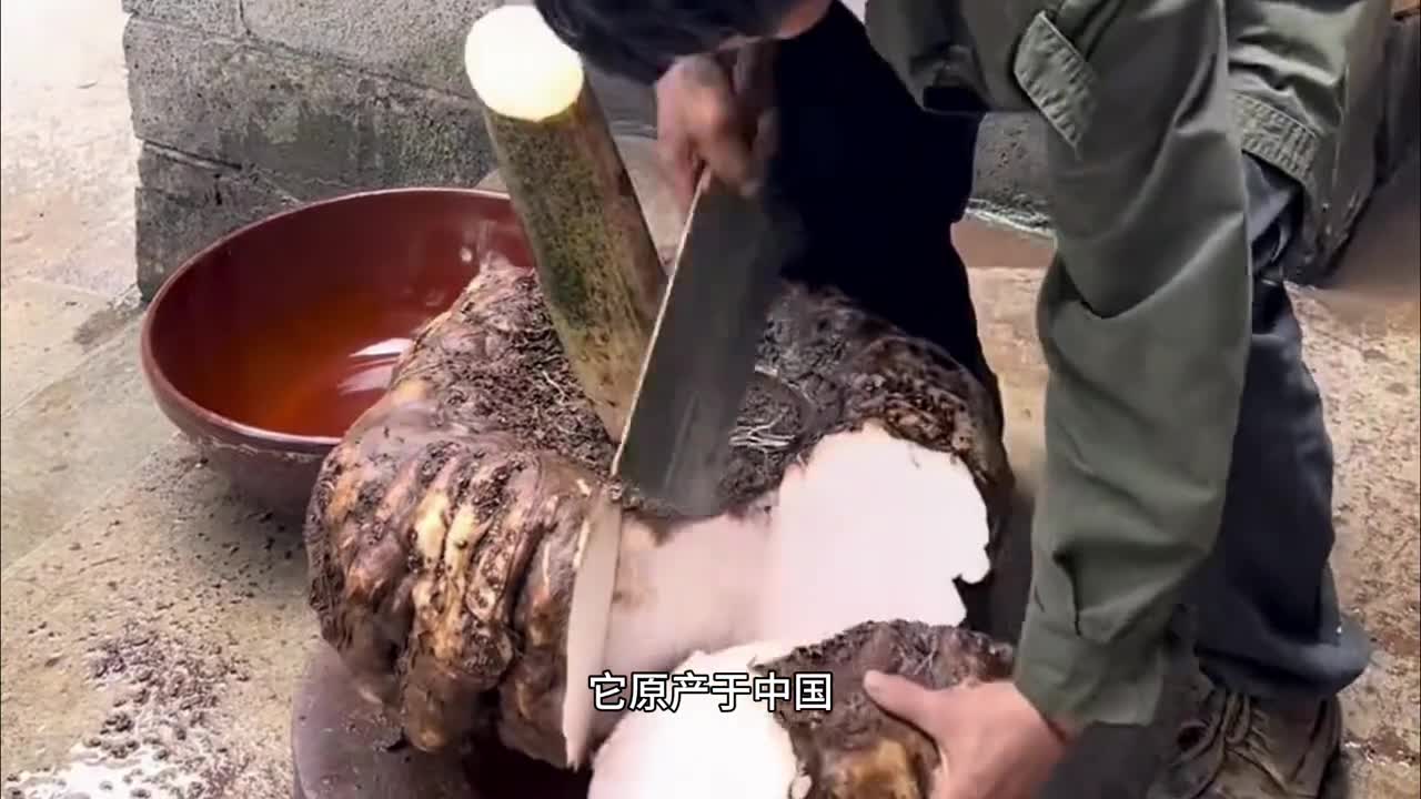 明明是有毒的玩意但人人都爱吃它第一个研究魔芋吃法的人简直就是天才