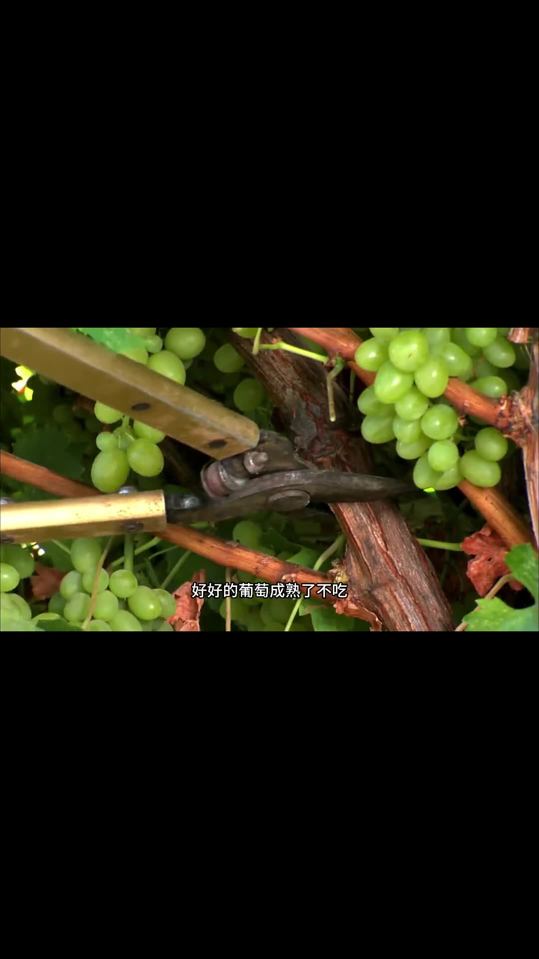 葡萄干究竟要不要洗