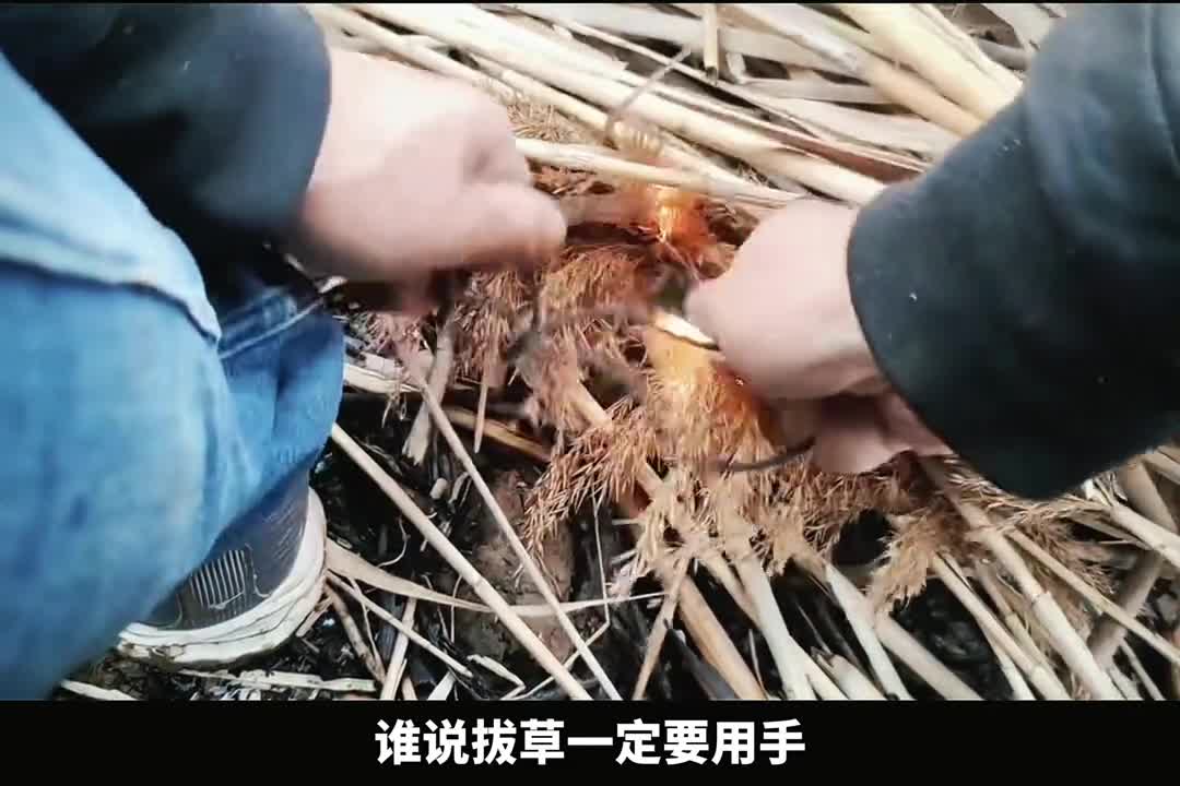 蓝莓叶黄素对身体有什么好处呢